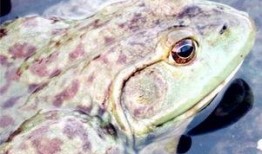 田鸡最新爆料,娱乐圈幕后真相大曝光！